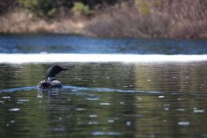 loon swimming