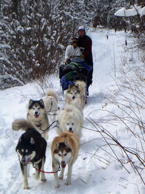 Outward bound 2024 dog sledding